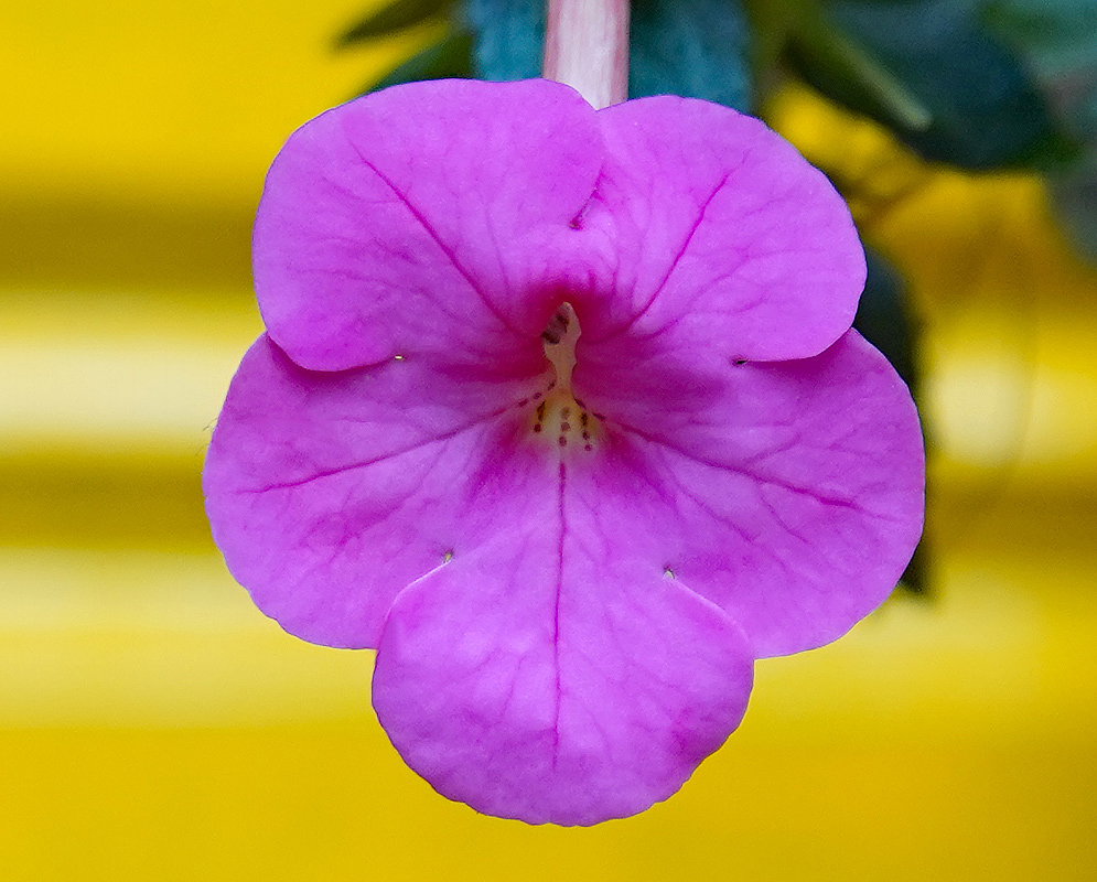a purple-pink Achimenes hybrid flower with a white center