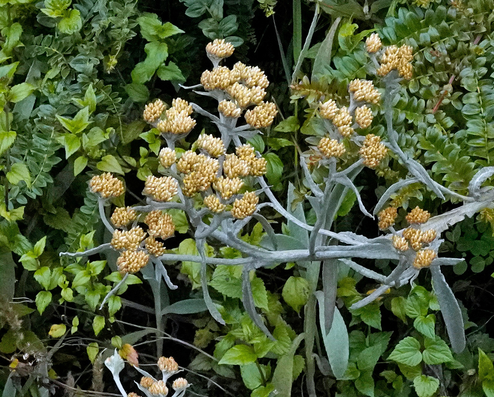 Silvery Achyrocline alata plant with clusters of compact yellowish flower heads emerging from thick grayish stems among dense green foliage