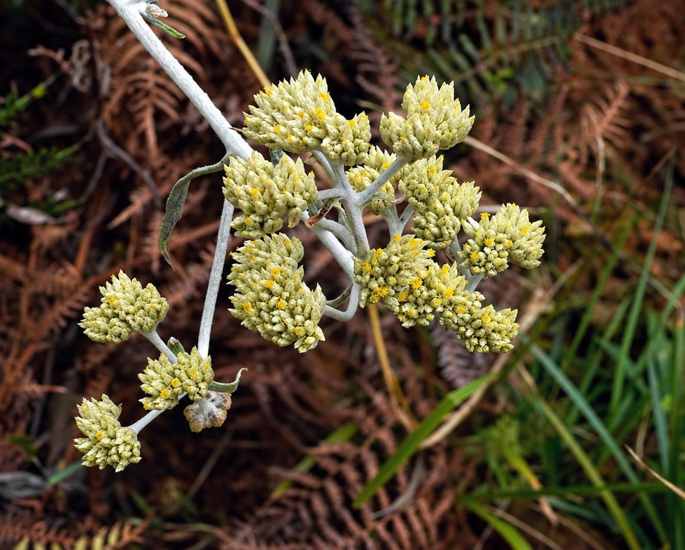 Achyrocline bears tight clusters of small yellow flowerheads on pale branching stems