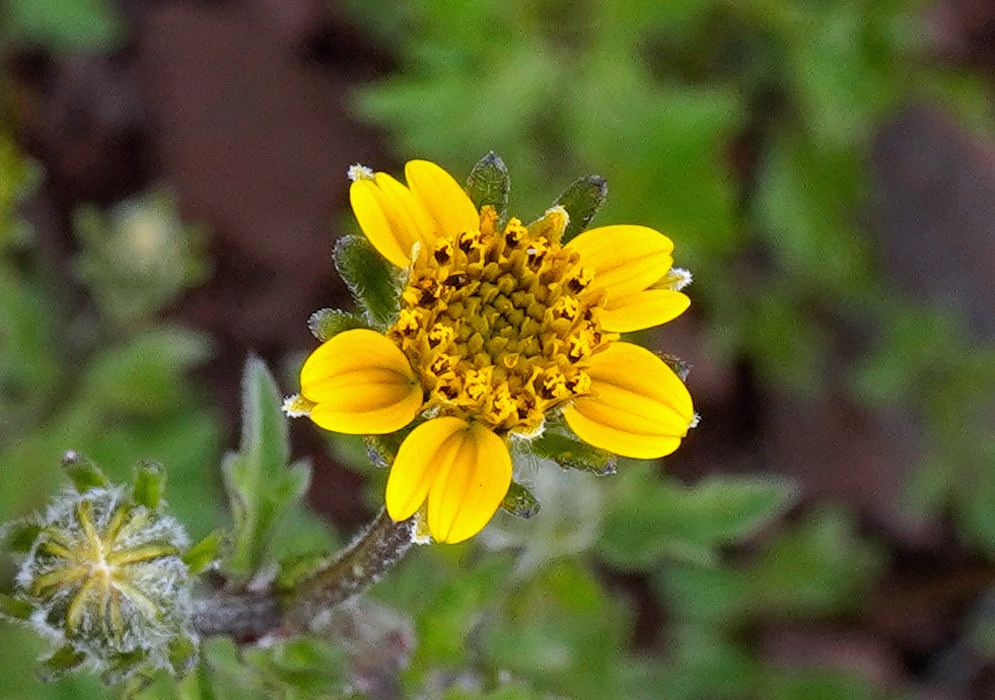 Close-up of a yellow Acmella ciliata flower showing its central disc florets surrounded by sparse curled ray florets and fine hairs along the green bracts