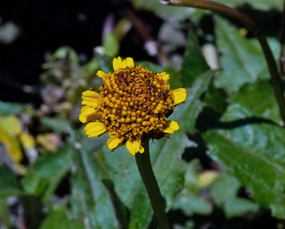 Acmella mutisii Flower Head in Detail Close-up of the flower head of Acmella mutisii, showing a dense cluster of orange-yellow disc florets surrounded by small yellow ray florets, with green foliage in the background.