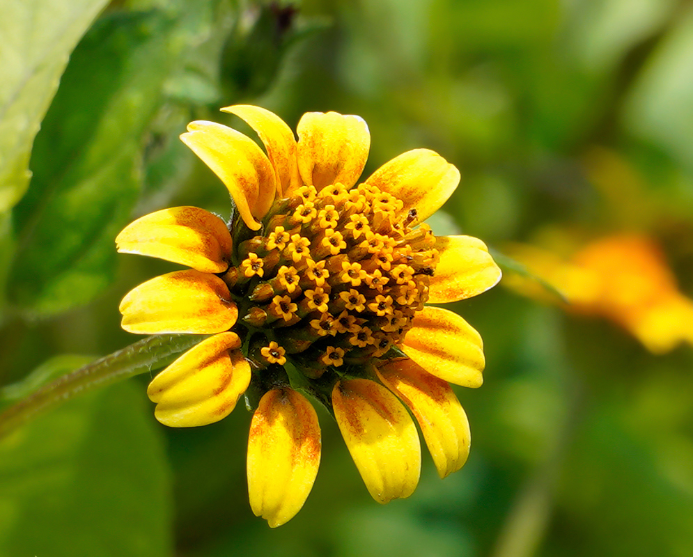 A yellow Acmella repens flower with orange markings with a disk full of flowers in sunlight