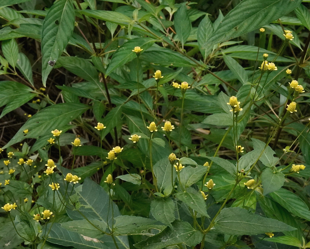 Acmella uliginosa has small yellow flowerheads on slender stems among opposite toothed green leaves