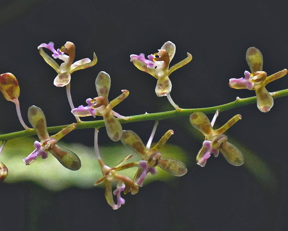 Acriopsis floribunda bears small greenish flowers with purple lips along a branching stalk