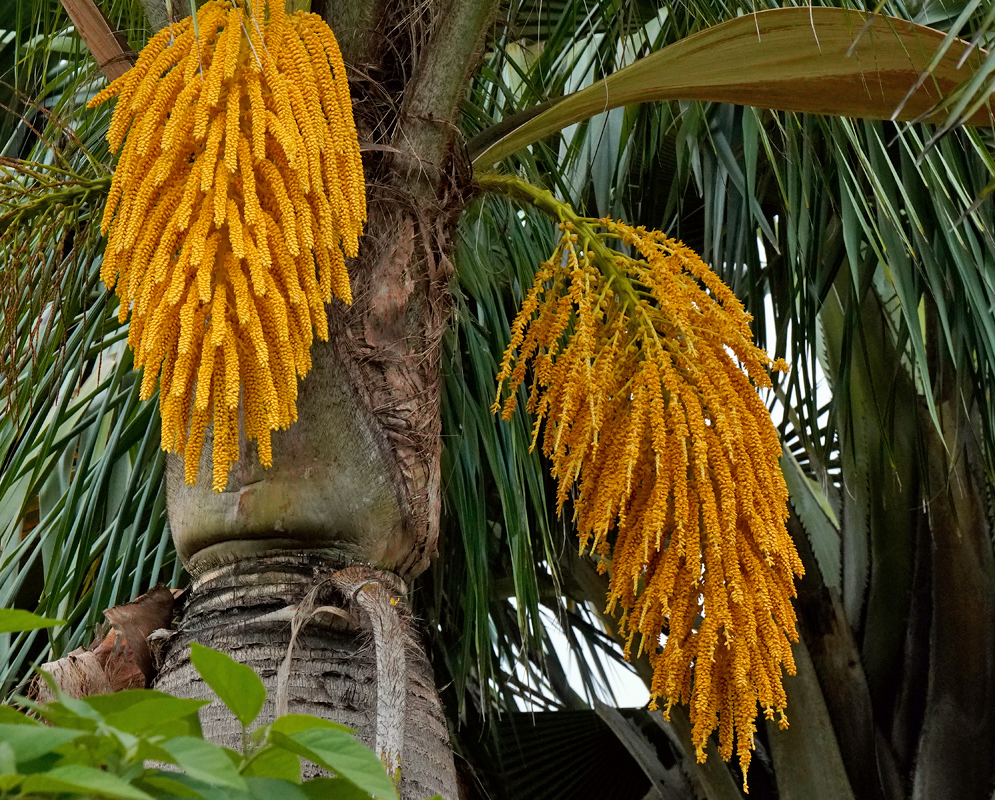 Large yellow inflorescences of Acrocomia crispa hanging from a thick palm trunk surrounded by long arching green fronds