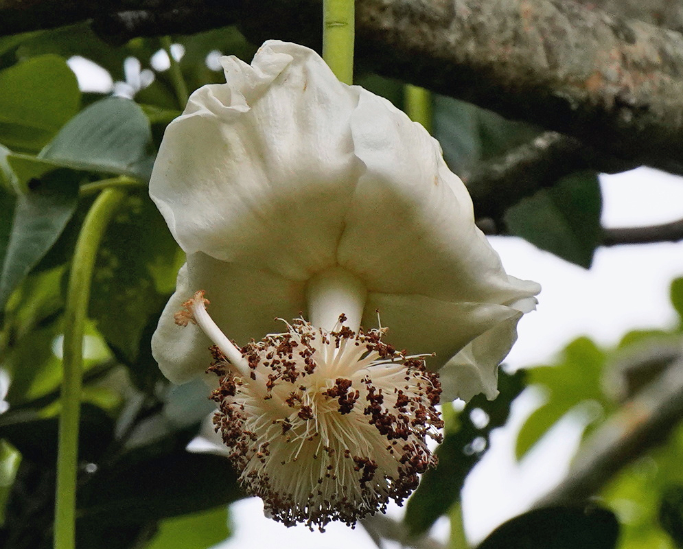 Adansonia digitata has a large hanging white flower with a dense ball of cream stamens beneath its petals