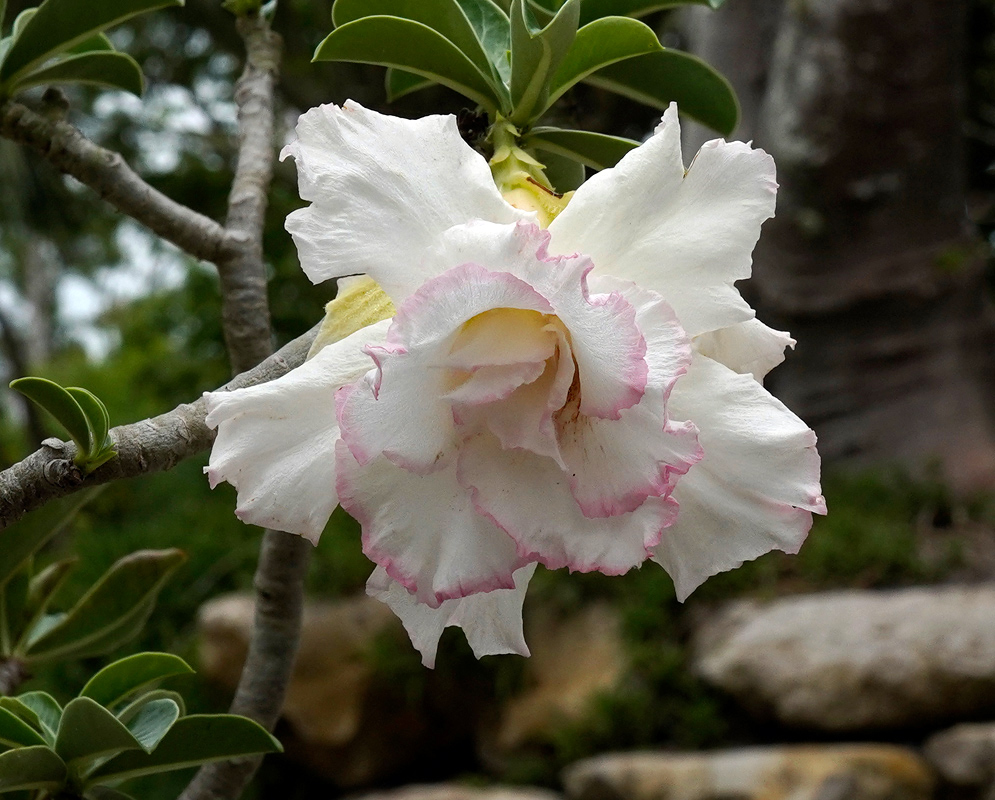 Adenium obesum – Beauty Queen Elegant close-up of a double-petaled Adenium obesum flower, white with soft pink ruffled edges, blooming on a thick, woody stem with glossy green leaves.