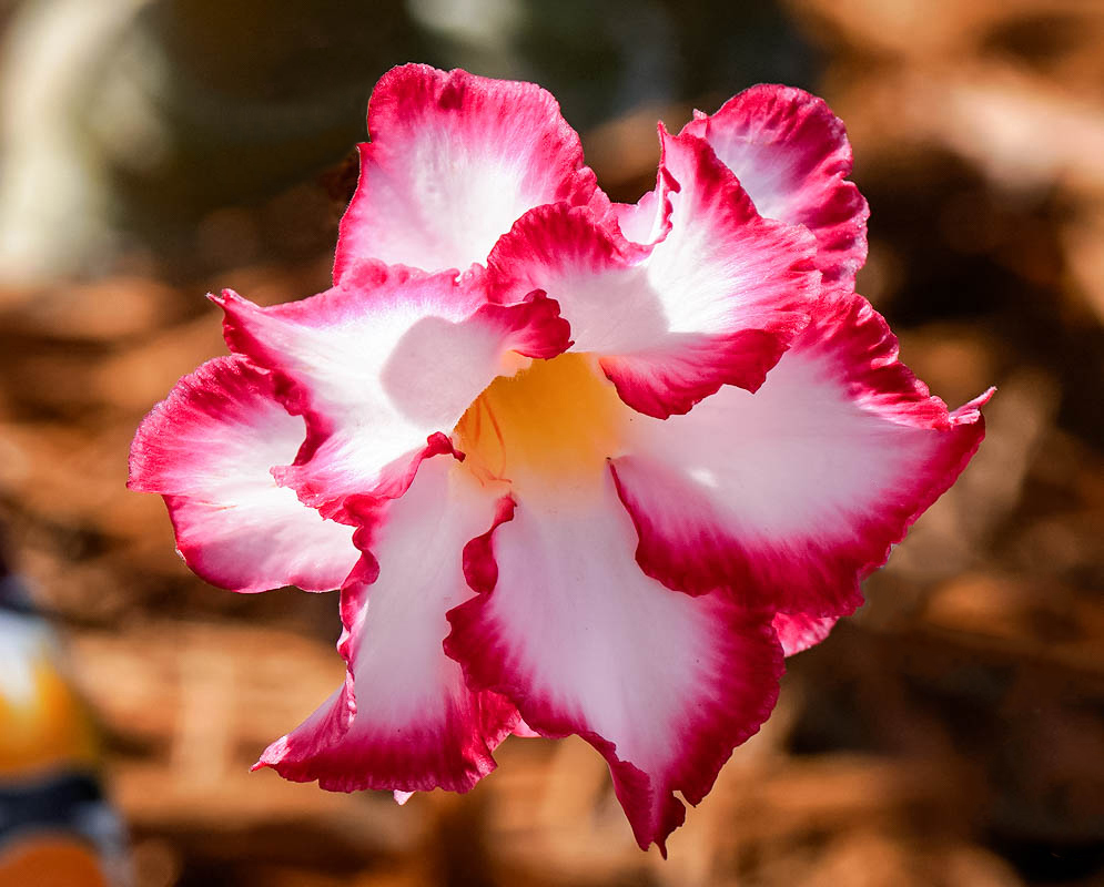 A double white Adenium obesum flower with dark pink edges and a yellow center