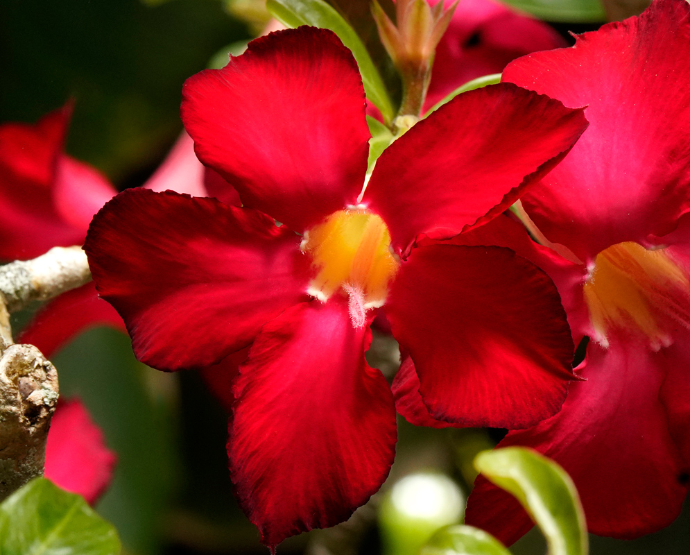 Adenium obesum – Dark Red Bloom Striking close-up of a dark red Adenium obesum flower with velvety petals and a vivid yellow throat, surrounded by glossy green leaves.