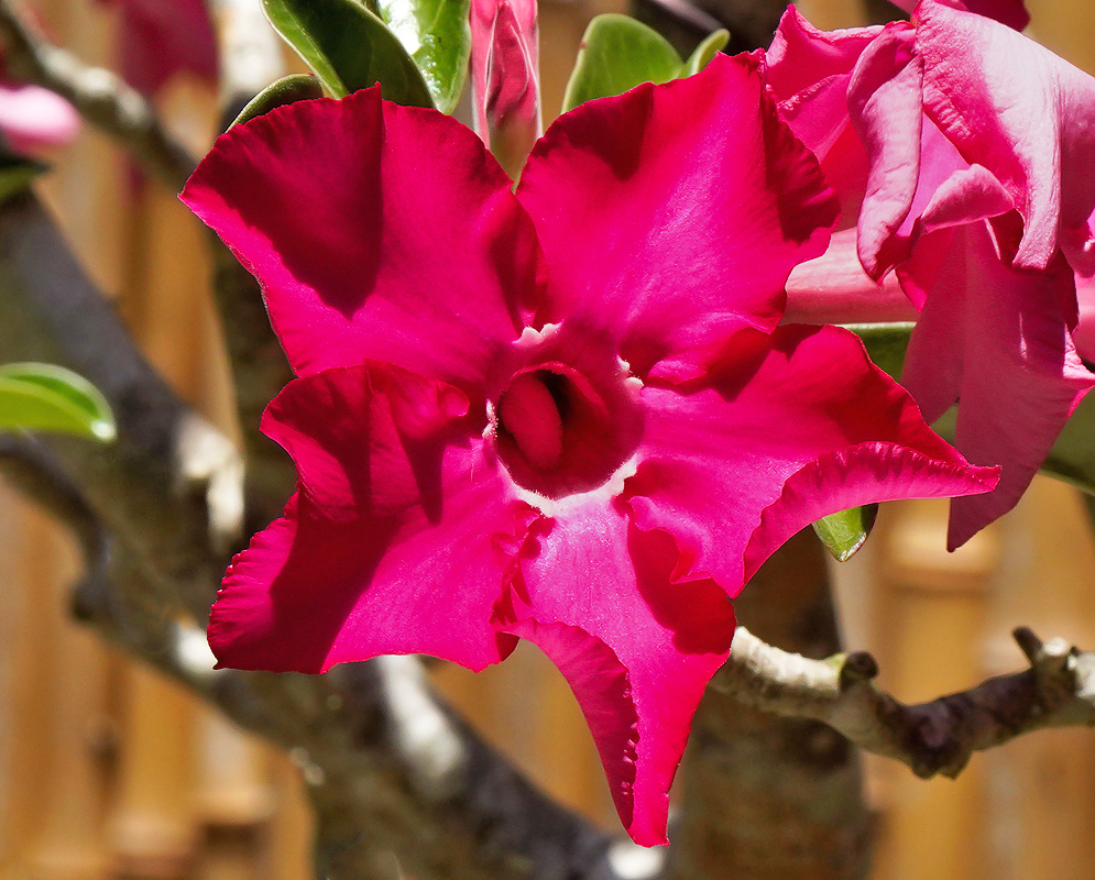 A dark rose-colored Adenium obesum 