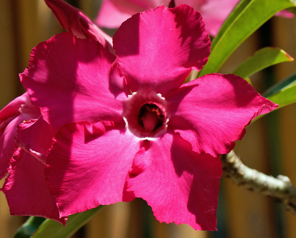 Adenium obesum – Dark Pink Flower Close-up of a dark pink Adenium obesum flower with a deep red throat and delicate rippled petals, set against green leaves and blurred background