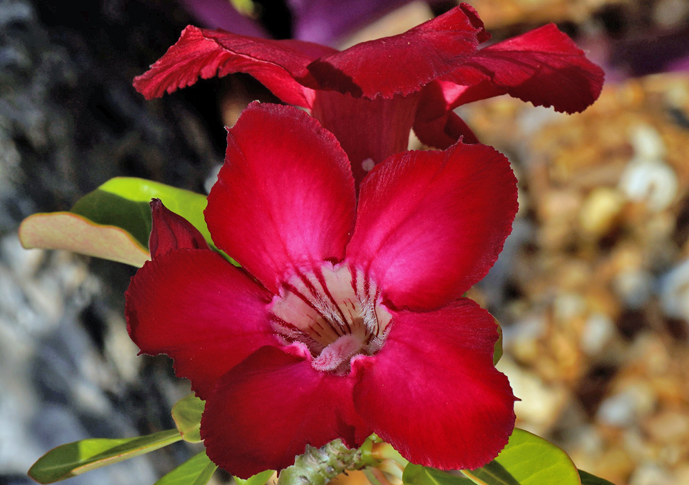 Adenium obesum – Dark Red Flower Vibrant dark red Adenium obesum flower with a striped throat and velvety petals, blooming against a blurred rocky background
