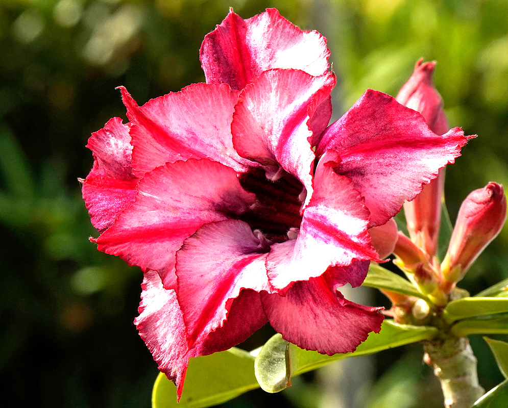 Adenium obesum – Double Flower Double-layered Adenium obesum flower with curled petals in rich pink and crimson tones, blooming beside unopened buds