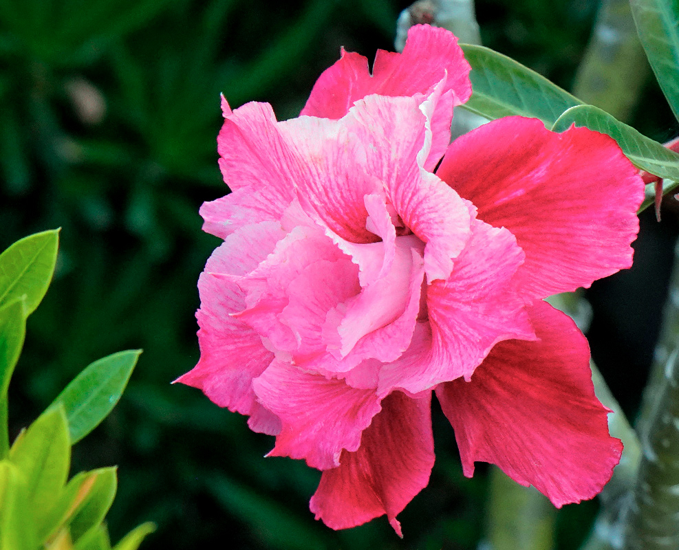 A double pink Adenium obesum flower 