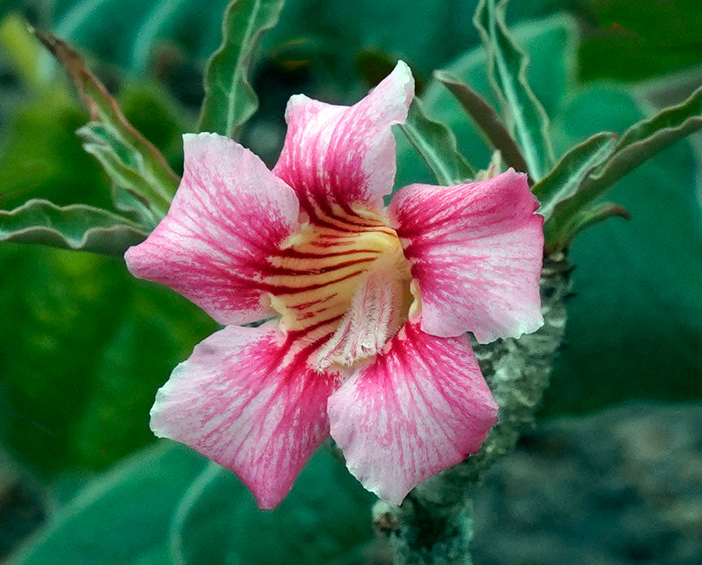 Adenium obesum – Pink & White Blend Pink and white Adenium obesum flower with crimson throat stripes and wavy petals, set against velvety green foliage