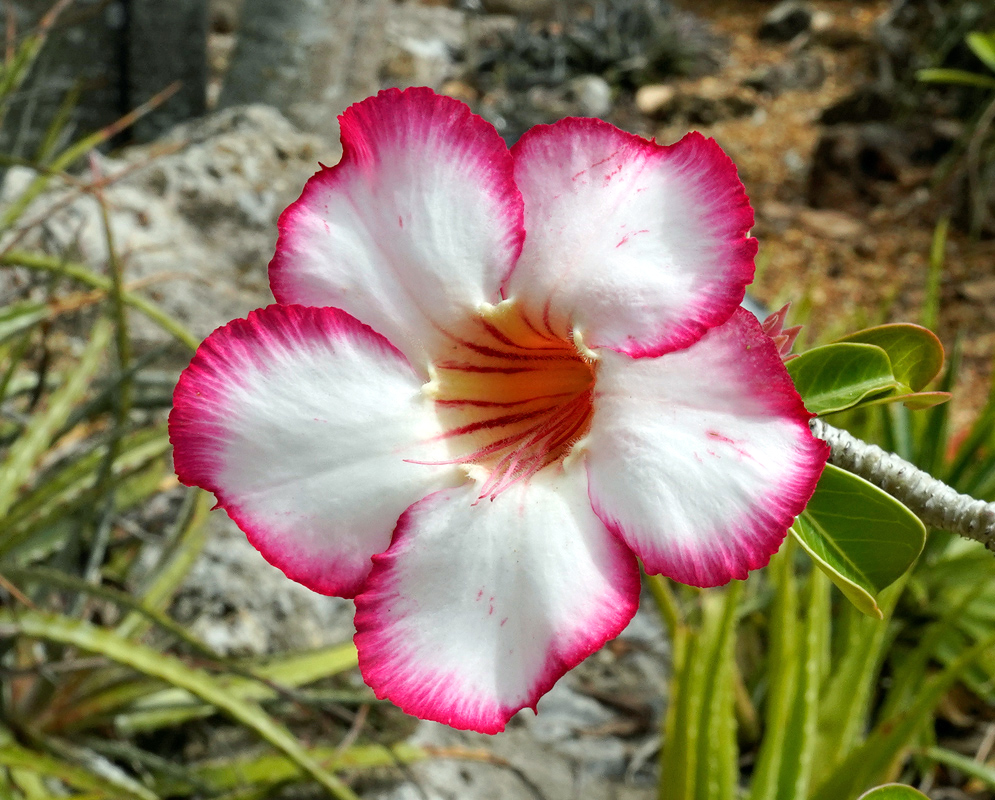 Adenium obesum – Pink-Edged White Flower Striking white Adenium obesum flower with deep pink petal edges and a yellow-orange throat lined with red streaks, set against a rocky desert background