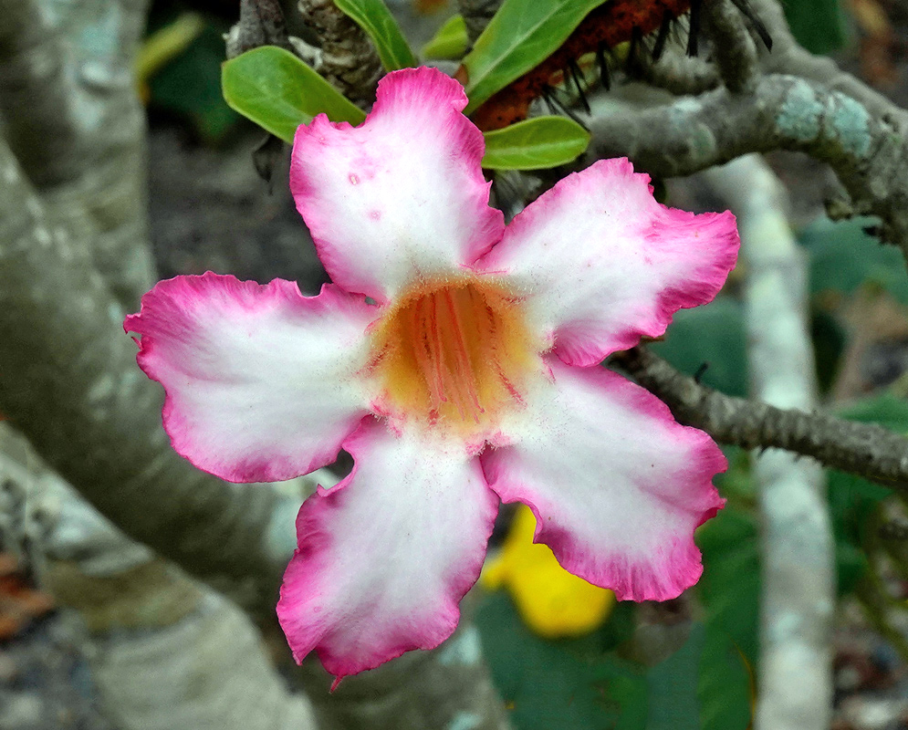 Adenium obesum – Pale Pink-Edged Flower Delicate Adenium obesum flower with white petals edged in soft pink and a light yellow-orange throat, set against twisting gray branches and subtle green foliage