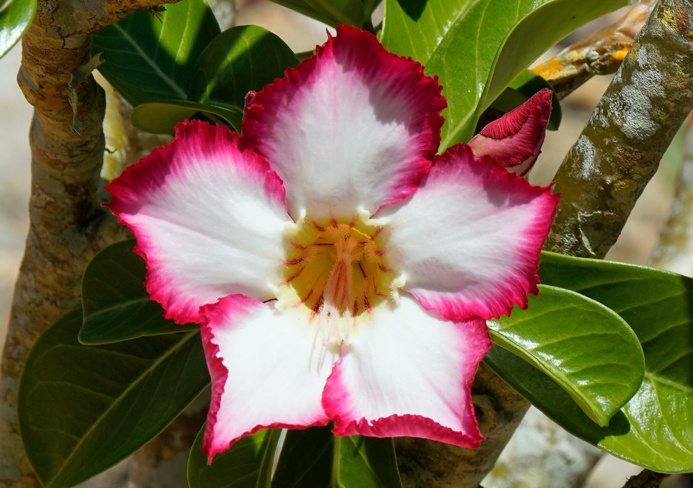 Adenium obesum – Pink-Edged White Bloom Beautiful Adenium obesum flower with crisp white petals edged in vibrant pink and a golden-yellow throat, surrounded by glossy green leaves and thick branches
