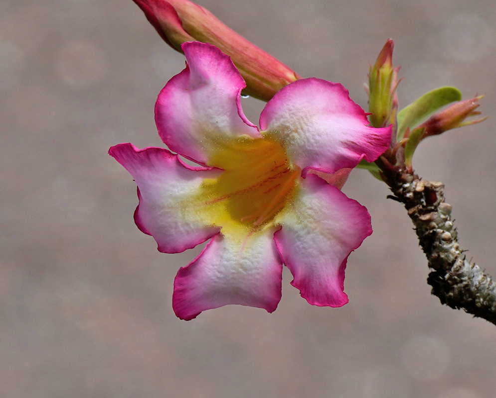 Adenium obesum – Pink-Edged, Yellow-Throated Bloom Single Adenium obesum flower displaying white petals with soft pink edges and a vibrant yellow throat, emerging from a woody branch with fresh green buds