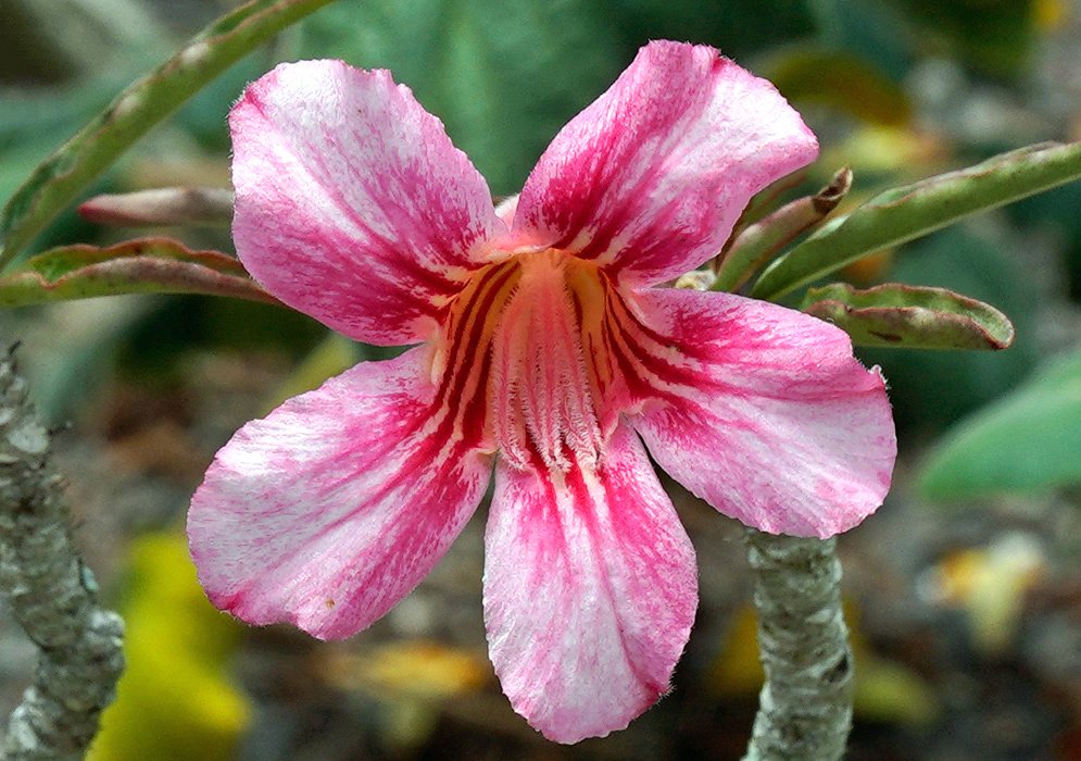 Adenium obesum – Pink with Red Veins Delicate pink Adenium obesum flower with white streaks and vivid red lines radiating from a yellow-orange throat, surrounded by narrow green leaves