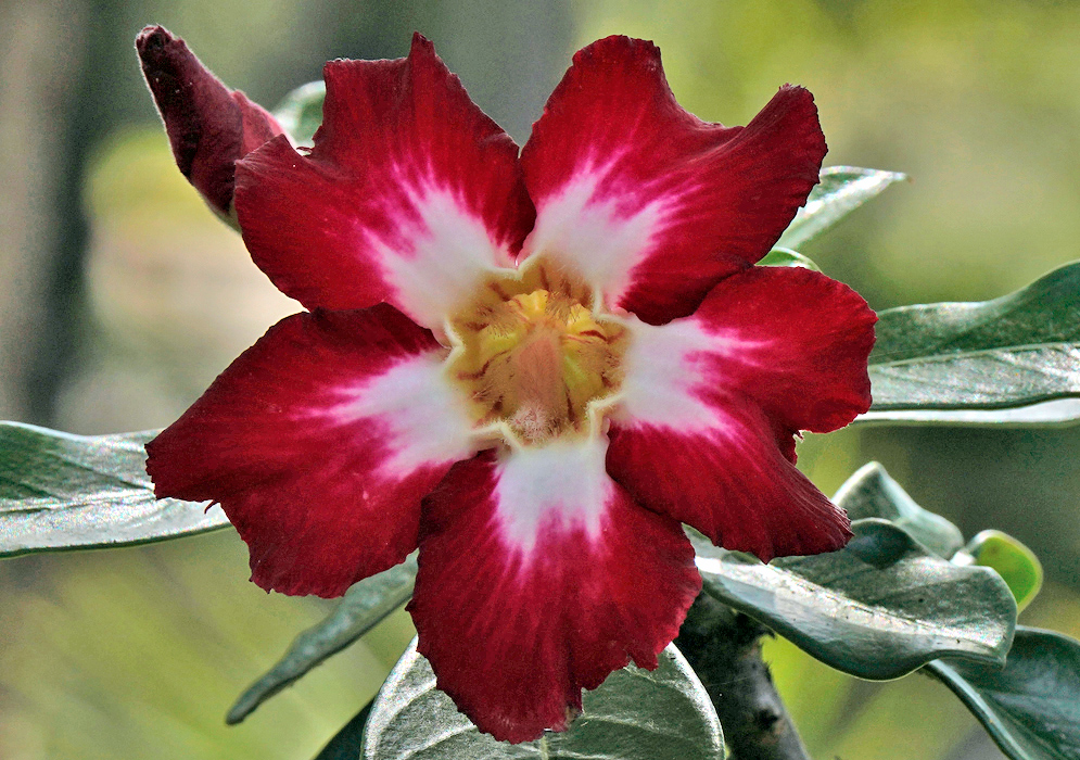 Adenium obesum – Crimson and White Star Flower Close-up of a striking Adenium obesum flower with deep crimson red petals and a bold white star-shaped center surrounding a yellow throat, set against glossy green leaves