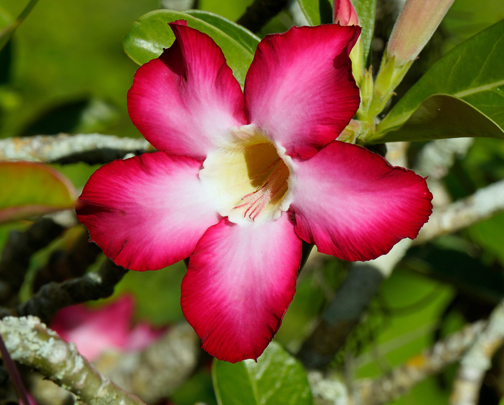 Adenium obesum – Vivid Rose Petal Bloom Vivid pink Adenium obesum flower with smooth, velvety petals fading to white at the base and a yellow center, blooming on a twisted, woody stem with green leaves in the background