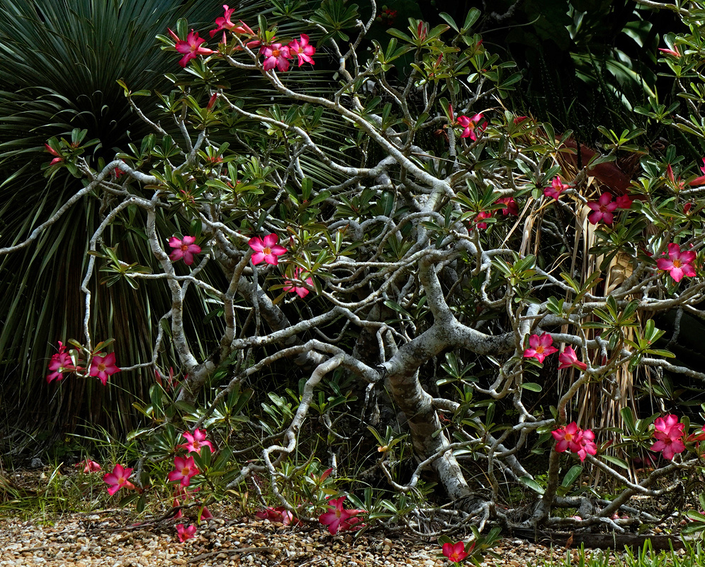 Adenium obesum – Twisted Flowering Shrub Large, sculptural Adenium obesum shrub with twisted gray branches and clusters of deep pink flowers blooming among thick green leaves, growing in a dry, rocky garden setting