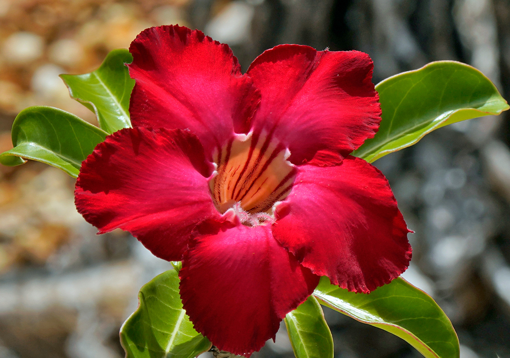 Adenium obesum – Sunlit Crimson Brilliant red Adenium obesum flower glowing in direct sunlight, with smooth overlapping petals and shiny green leaves in sharp contrast