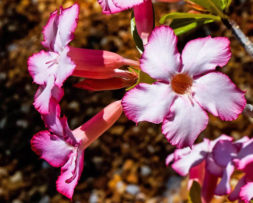 Three  white and pink Adenium obesum flowers