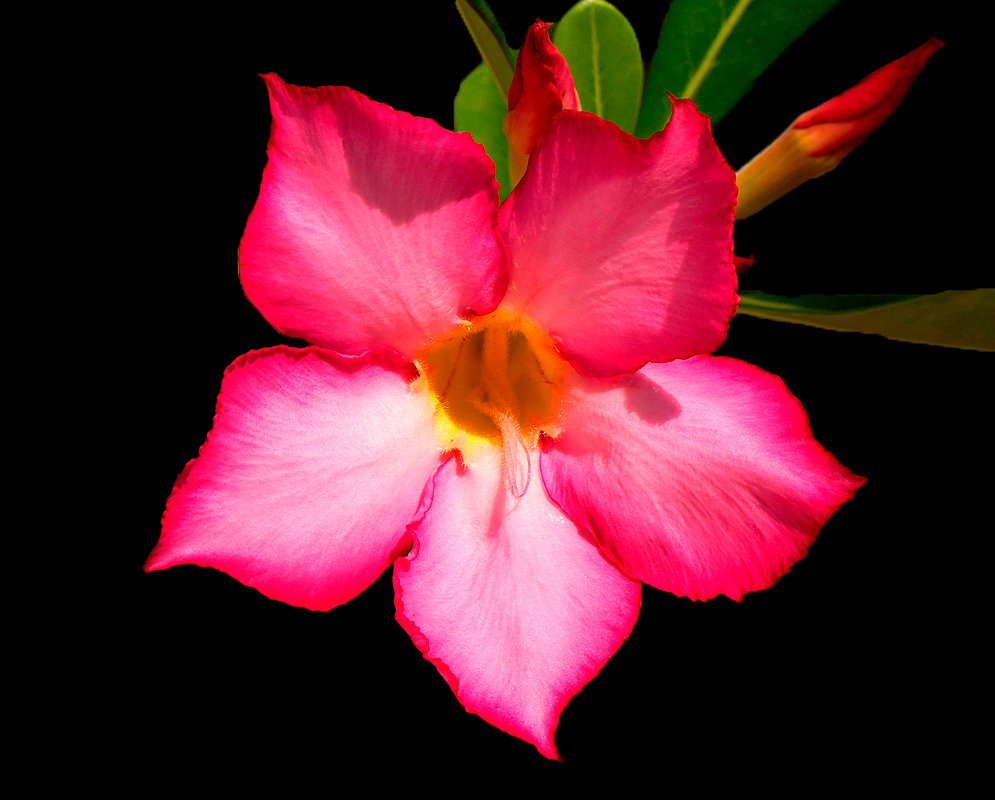 A pink Adenium obesum flower with a yellow center