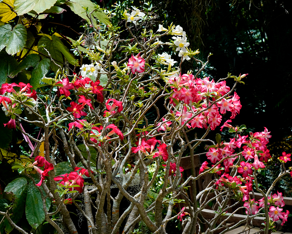 A grouping of Adenium obesum plants flowering colors of red, white and pink