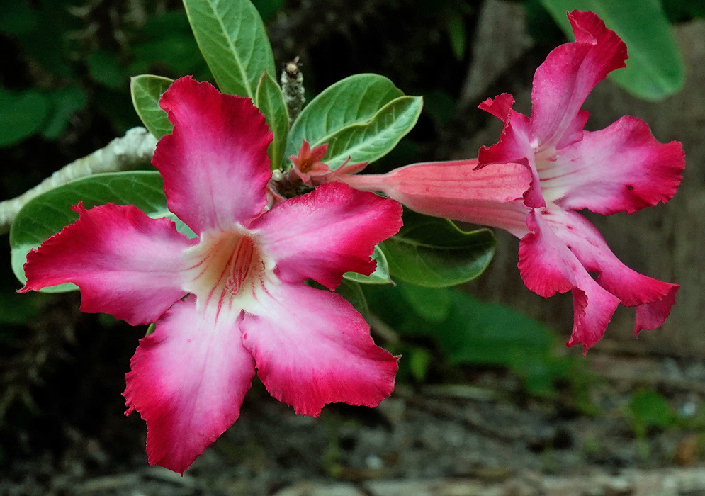 Adenium obesum – Twin Blooms Pair of vivid pink and white Adenium obesum flowers blooming on a single stem, with deep green leaves in the background and a textured natural setting