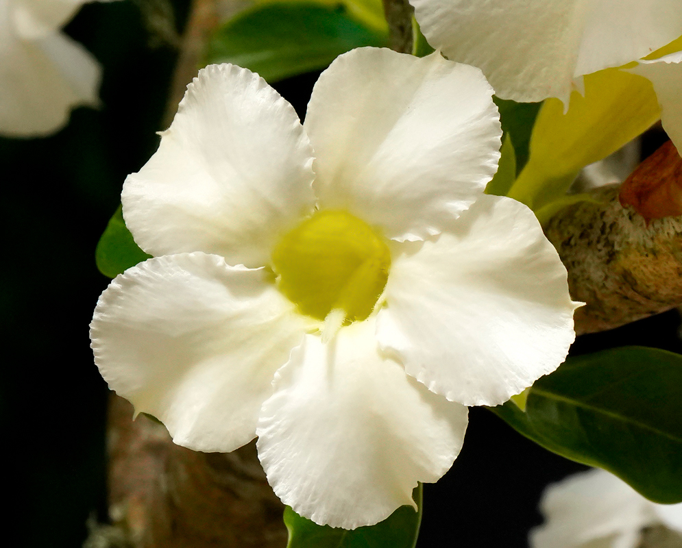 A white Adenium obesum flower with a yellow center