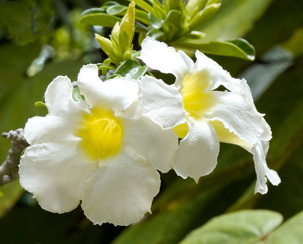 Two white Adenium obesum flowers with yellow centers