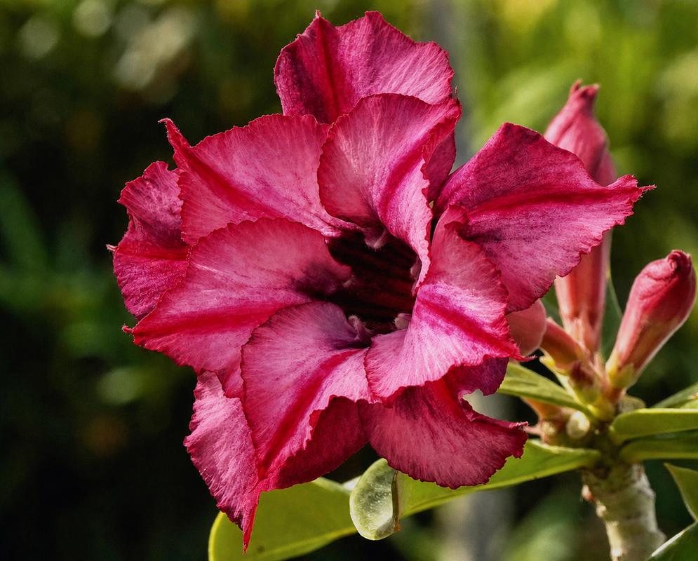 Adenium obesum Pink Double Flower Double Adenium obesum flower with layered white petals edged in pink