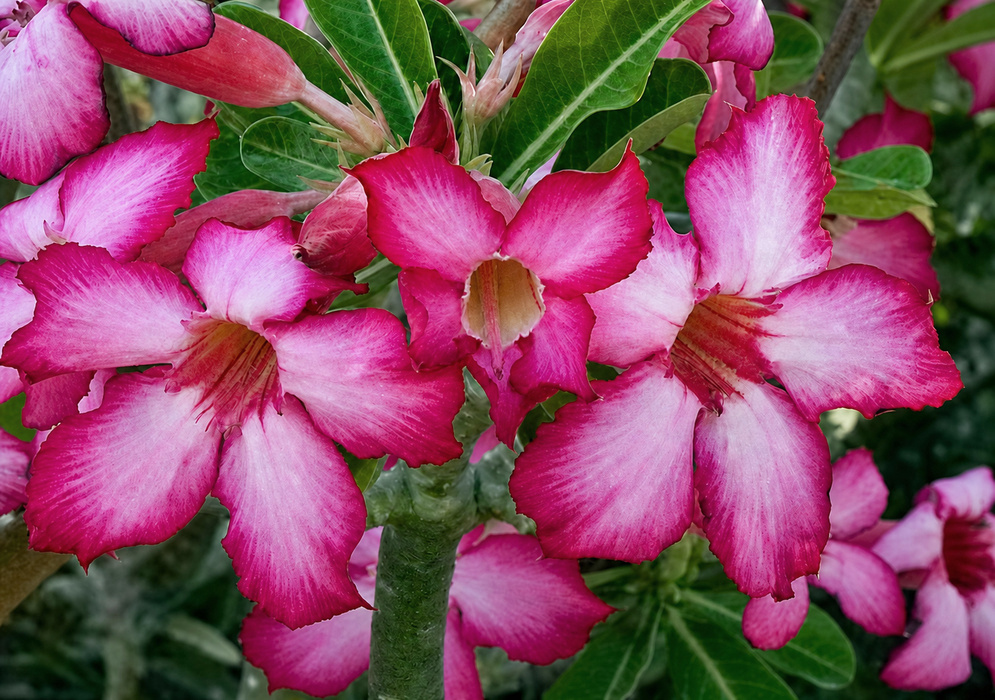 Adenium obesum Pink Flower Cluster Cluster of Adenium obesum flowers with white centers and deep pink petal margins