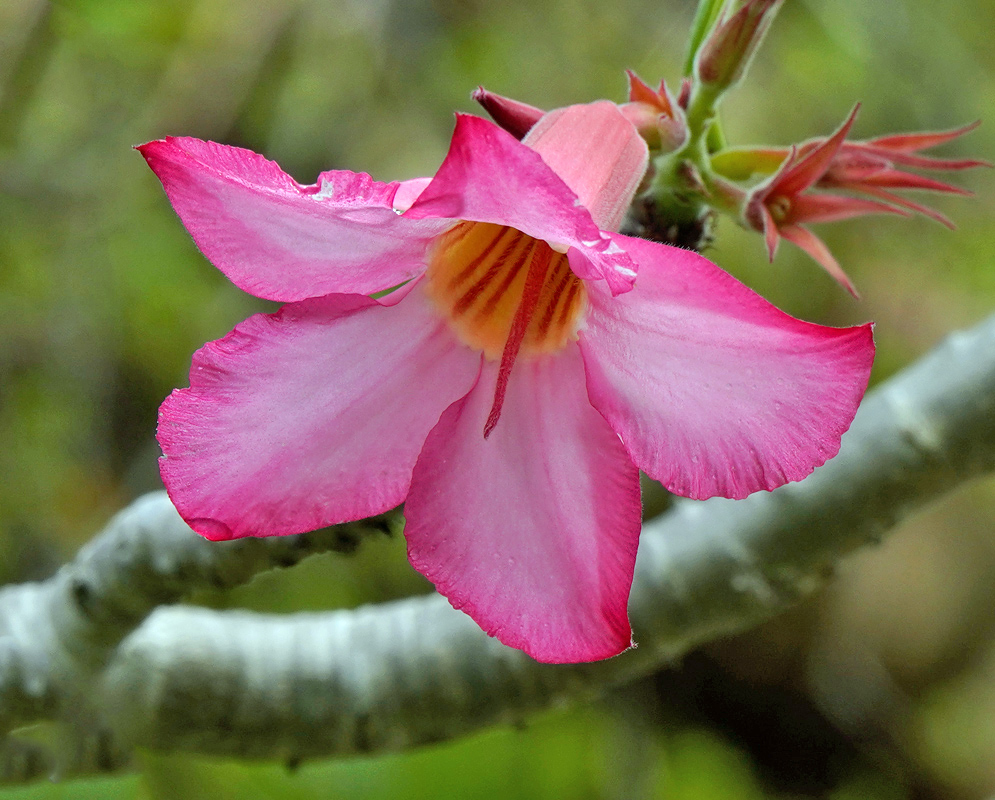 Adenium obesum – Delicate Pink Bloom Delicate pink Adenium obesum flower with a soft gradient of white and pink petals, a deep orange throat, and unopened buds on a smooth branch