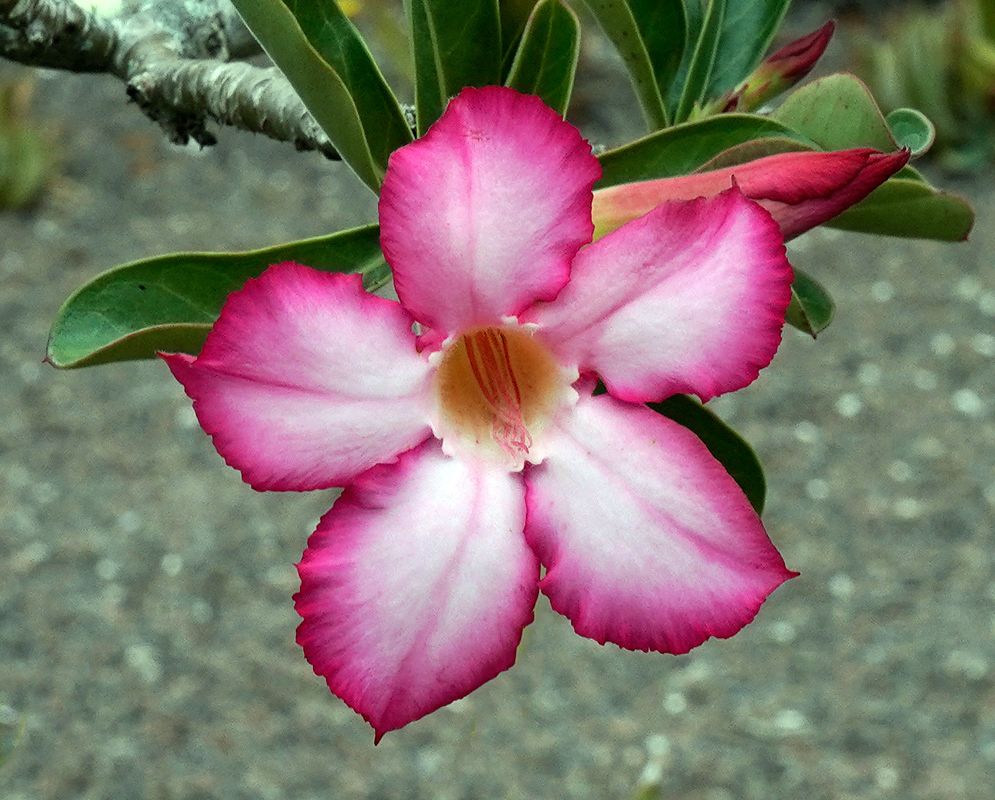 Adenium obesum – Pink-Edged Bloom Beautiful Adenium obesum flower with soft white petals edged in vibrant pink and a warm orange throat, surrounded by green leaves and flower buds