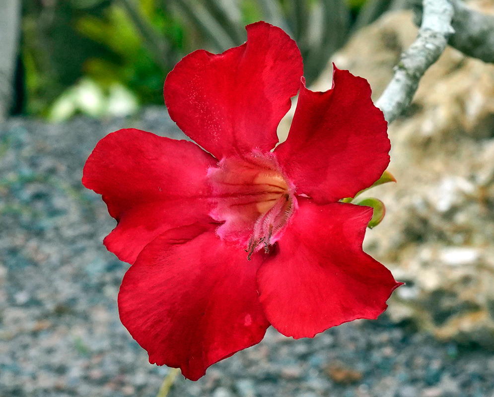 Adenium obesum – Pure Red Beauty Vivid red Adenium obesum flower with smooth petals and a pale peach throat, blooming on a thick gray stem against a soft garden background