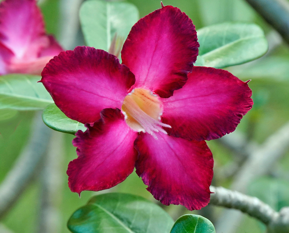 Adenium obesum – Purple-Red Charm Deep magenta-purple Adenium obesum flower with velvety petals and a soft yellow center, framed by glossy green leaves and blurred stems