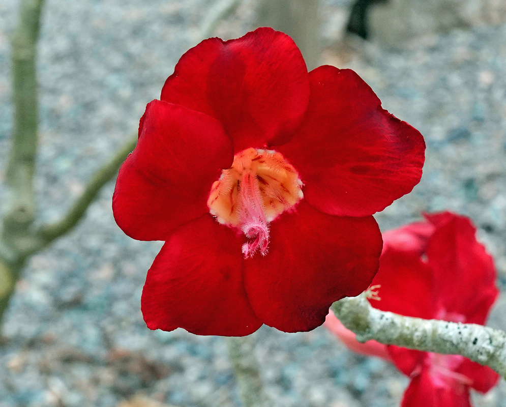 Adenium obesum – Deep Crimson Beauty Deep crimson Adenium obesum flower with velvety petals and a bright orange-yellow throat, standing out against a pale gray branch and gravel background