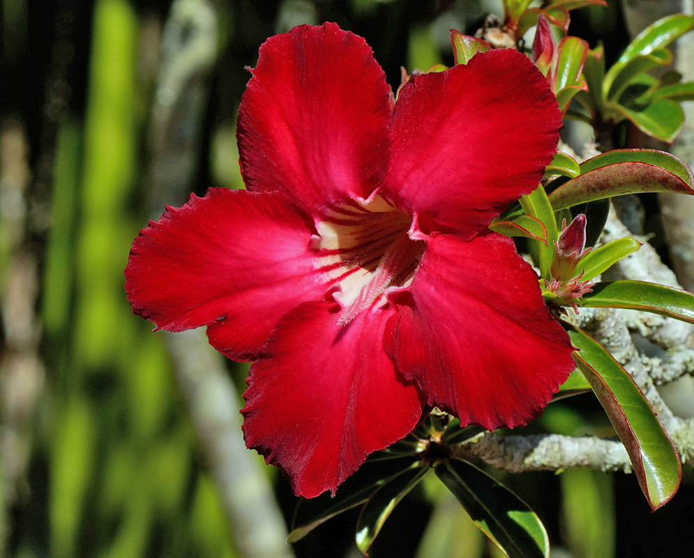 Adenium obesum – Red Dragon in Bloom Vivid red Adenium obesum flower with five wide petals and a cream-colored throat streaked with dark red lines, surrounded by glossy green leaves in bright sunlight.