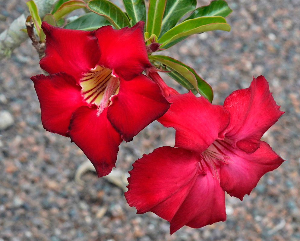 Adenium obesum – Twin Red Dragon Blooms Two striking red Adenium obesum 'Red Dragon' flowers with slightly curled petals and creamy throats streaked with dark lines, blooming above gravelly ground with glossy green leaves