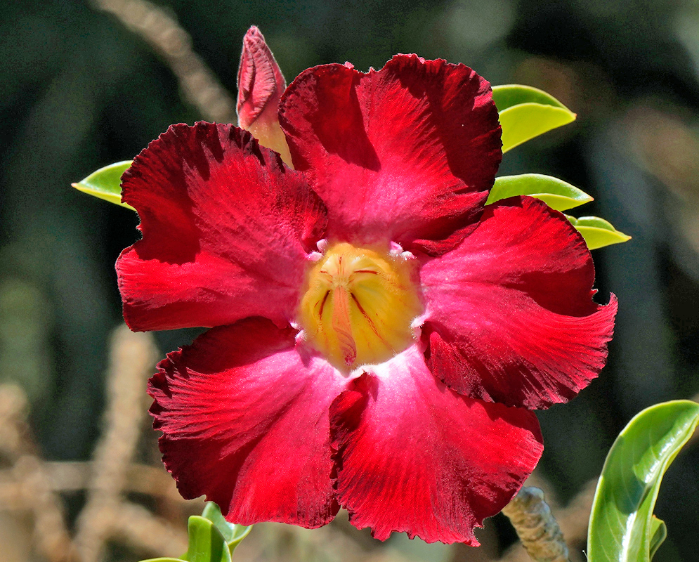 Adenium obesum – Red Dragon with Yellow Throat Striking Adenium obesum 'Red Dragon' flower with rich crimson petals and a glowing yellow throat, flaring outward in full sunlight with glossy green leaves in the background