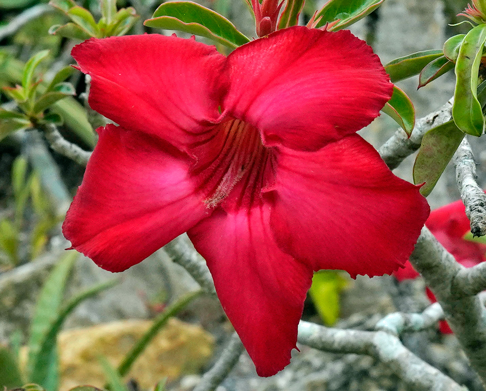 Adenium obesum – Red Dragon Bloom Bright red Adenium obesum flower with slightly curved petals and deep red veins, blooming among twisted gray branches and narrow green leaves