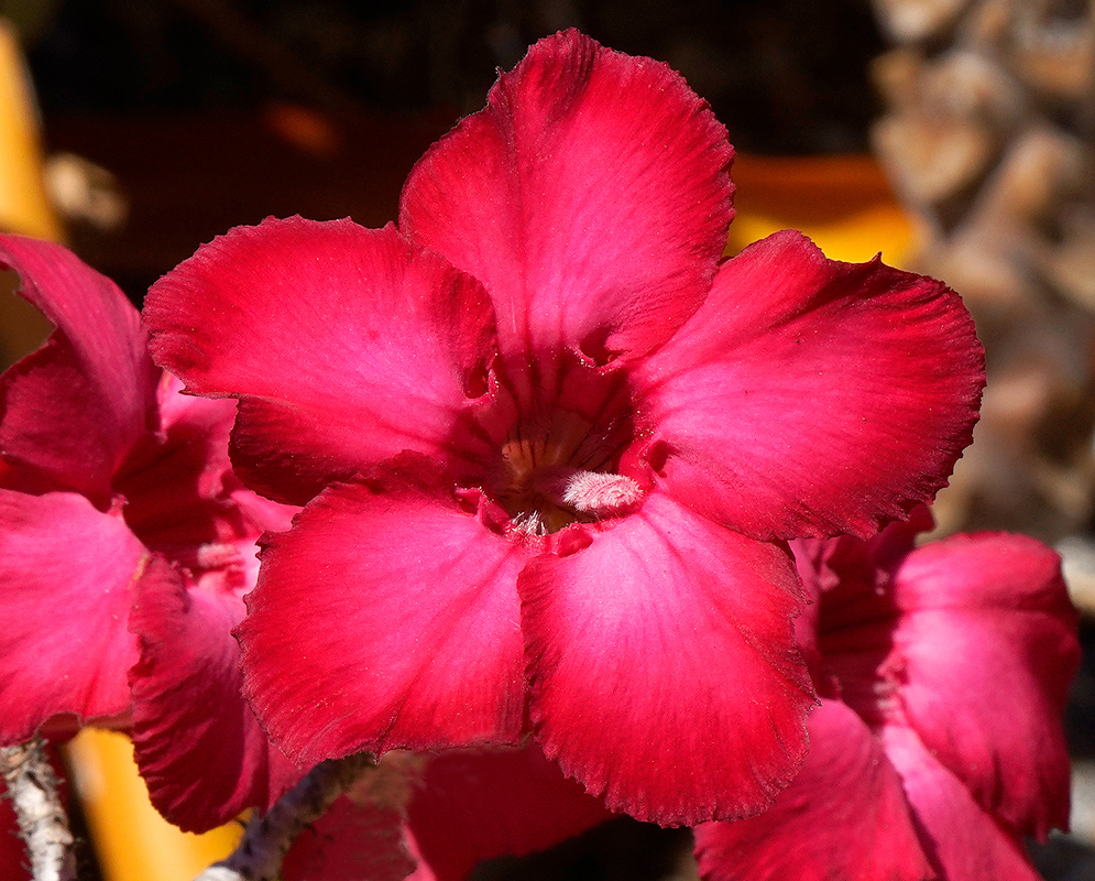 A dark pink Adenium obesum flower