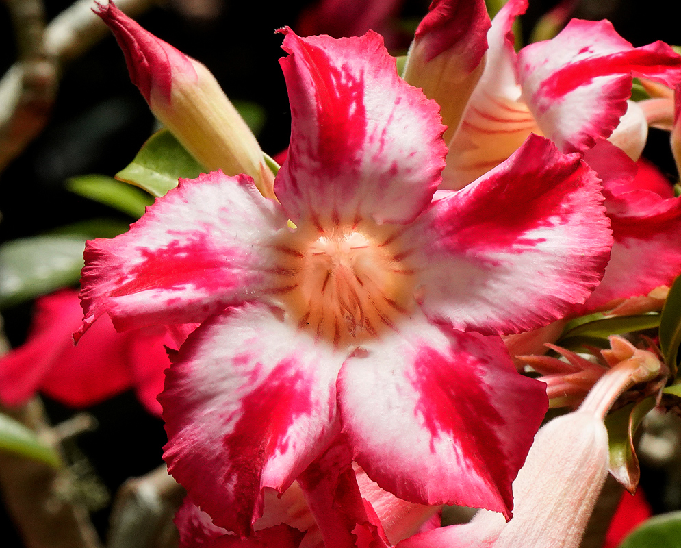 Adenium obesum flower with splashes of red, pink and white in sunlight