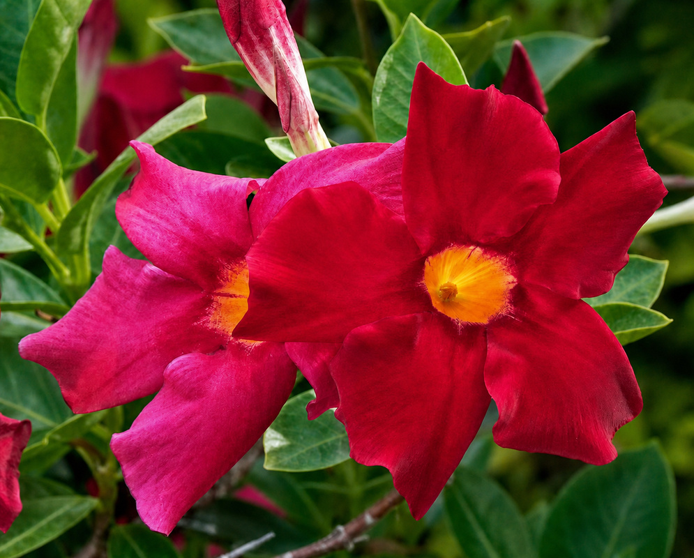 Adenium obesum Red Yellow Flowers Red Adenium obesum flowers with bright yellow centers and overlapping petals