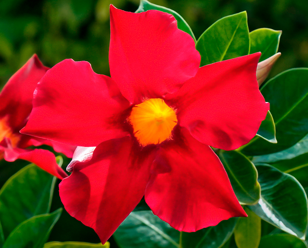 Red Adenium obesum flower with a yellow throat