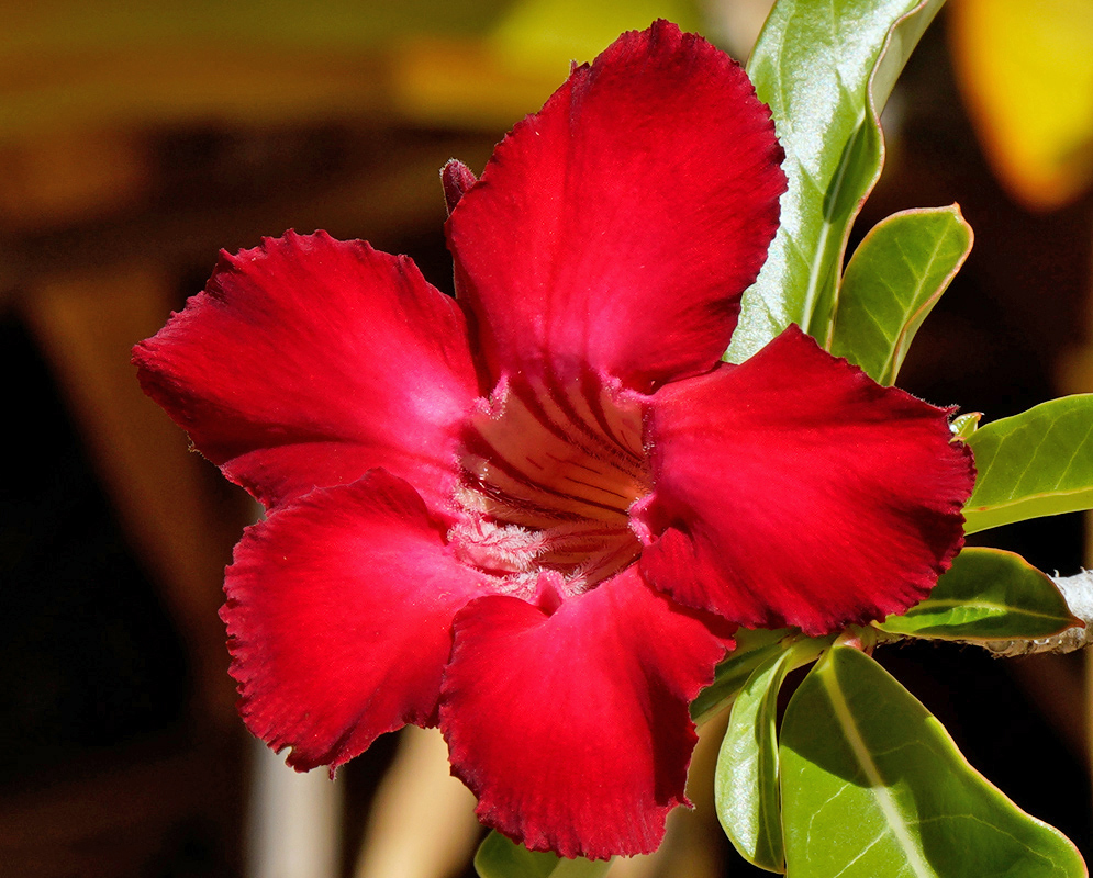 Adenium obesum – Radiant Red Bloom Brilliant red Adenium obesum flower with smooth velvety petals and deep pink striations in the throat, lit by warm sunlight against a shadowed background